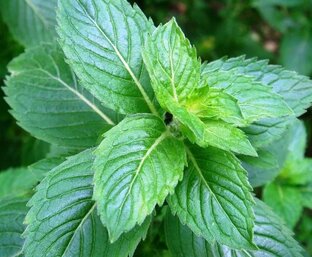 Все о продуктах