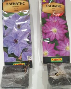 Покупка саженцев