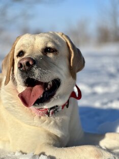 Статьи о породе лабрадор-ретривер