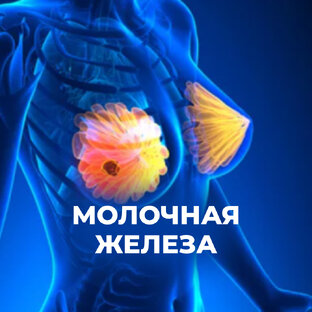 Молочная железа