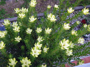 Садово-огородное