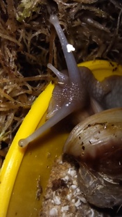 наши ахатины 