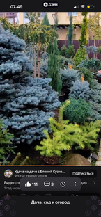 Энциклопедия растений