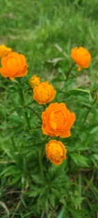 Природа АЛТАЯ 