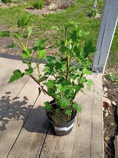 Обзор покупок