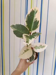 Фикус