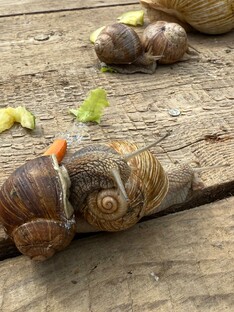 Активный гражданин детям. Лето открытий, открытие седьмое