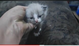 Кошка с котёнком 🐱