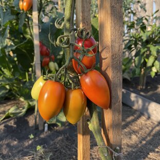 Про томаты 🍅