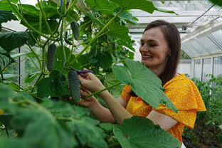 Огурцы и томаты