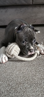 АМ булли Бэлла