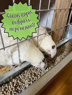 Содержание перепелов дома