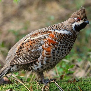 Рябчик: тайны лесного мастера маскировки