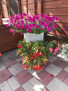 Мой огородик и цветы. 