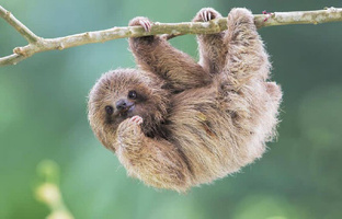 Необычные новости 