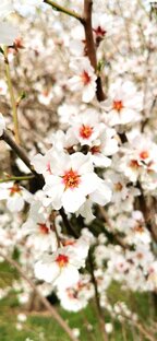 Весенний Крым с караваном