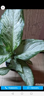 Цветочные истории