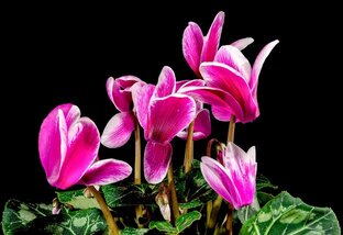 Цветы комнатные