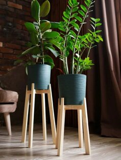 Мои зеленые домочадцы