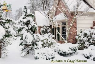 Зима в саду