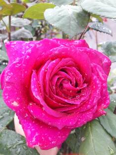 Любовь похожая на сон.