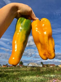 ПЕРЕЦ. ПРОФЕССИОНАЛЬНЫЕ СЕМЕНА