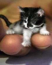 Головачёва Елена