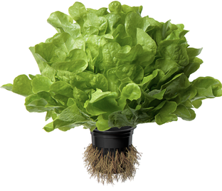 Жизнь на СЕ