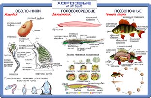 Зоология. Тип Хордовые. 