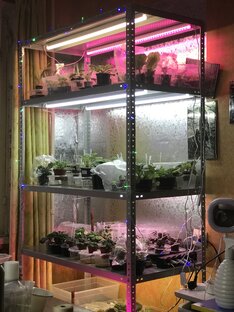 Обзоры полок с фиалками