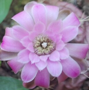 Кактусы и суккуленты