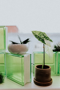 Уход за растениями 🌿