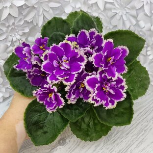 Фиалки. Селекция ЕК- Елены Коршуновой