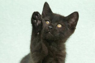 Чёрные котики