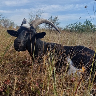 Козьи истории