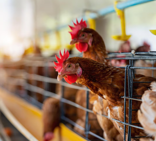 Птицеводство ВИК