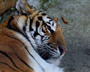 В мире животных