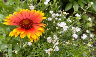 Цветы садовые