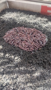 Немного о червях