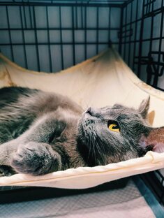 Котики советуют советы