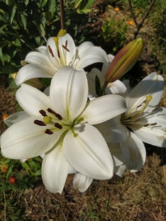 Цветы и другие растения 