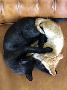 Четыре лапы