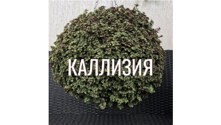 Каллизия