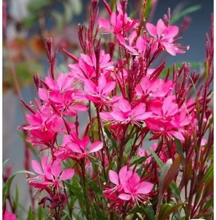 Выращиваем из семян