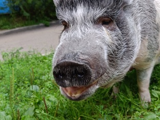 Привет от кабанчика Степы!!!