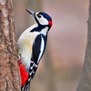 Дятел: лесной доктор, строитель и мастер стука