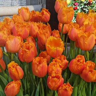 Аптекарский огород 