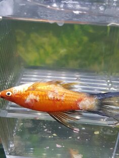 Болезни рыб