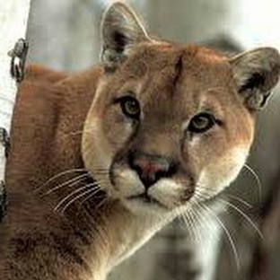 Пума: тень гор, охотник без звука