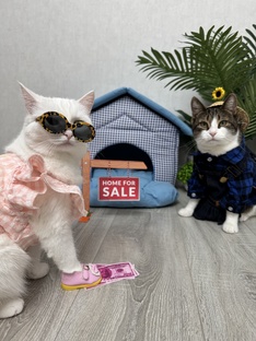 Завели котенка: адаптация, уход и покупка всего необходимого